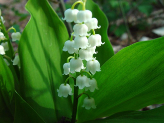 convallaria majalis.jpg